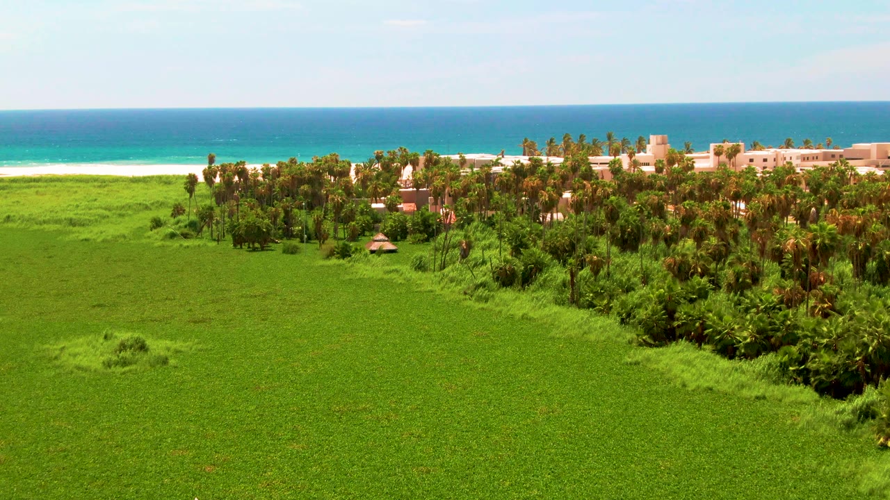 Aerial frame in San Jose Del Cabo with the green field stretching across the foreground, dense palms at midframe, tan buildings near the beach, and no visible people.