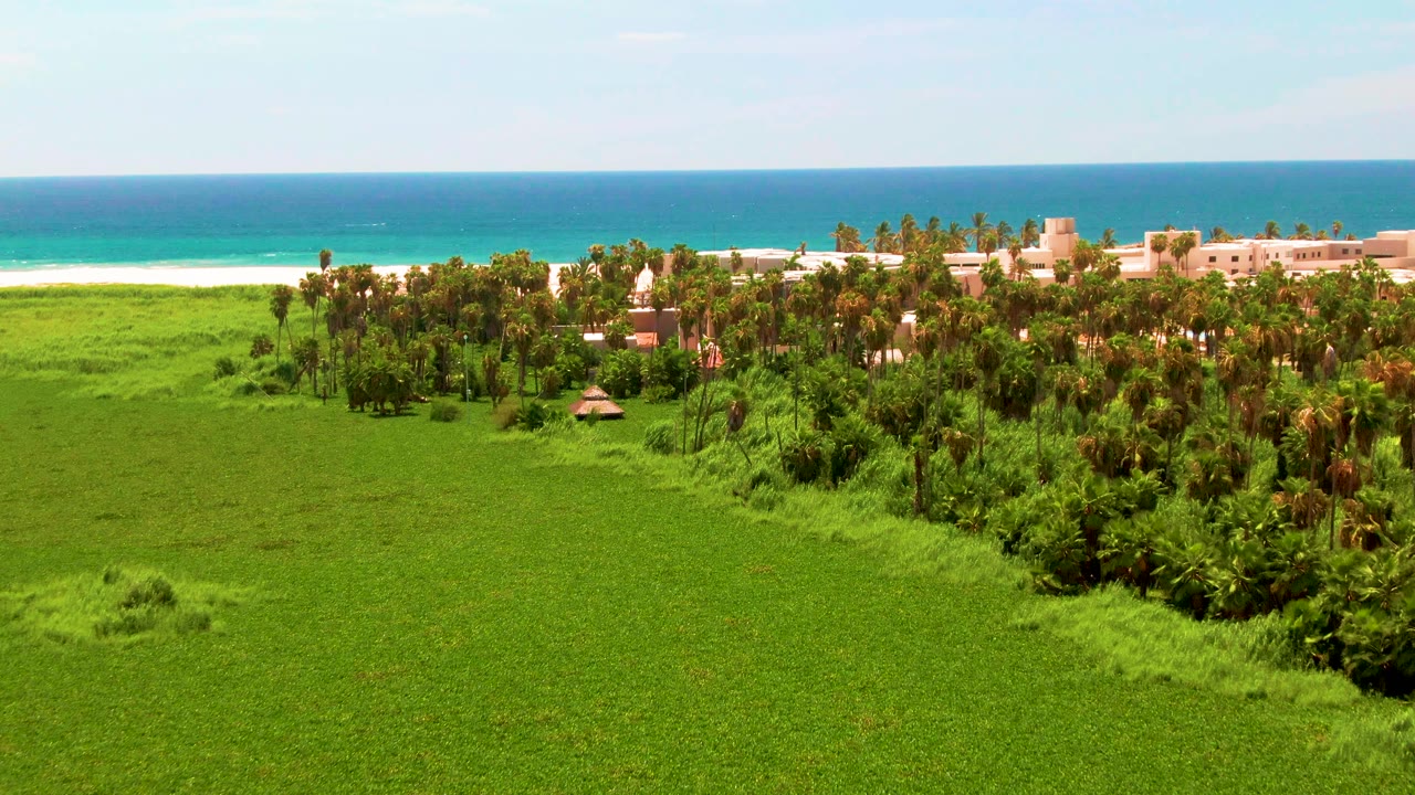 Wide green coastal field with palm trees and ocean horizon