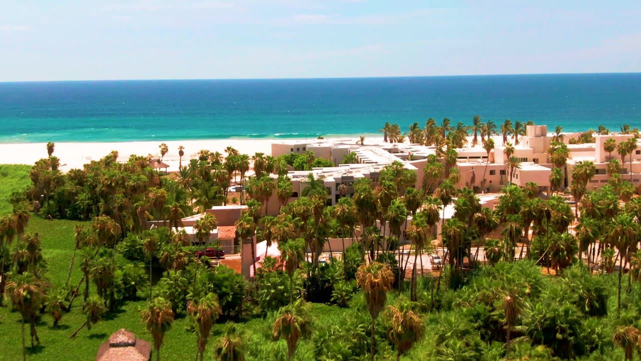 San Jose del Cabo aerial frame with a broad palm canopy in the foreground, pale buildings behind it, surf along the white sand, and no visible people.