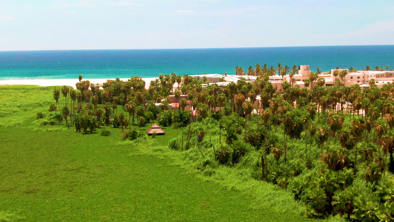 Aerial frame in San Jose del Cabo showing the palm grove slightly closer, with open grass foreground, pale beachfront buildings, white sand, blue water, and no visible people.