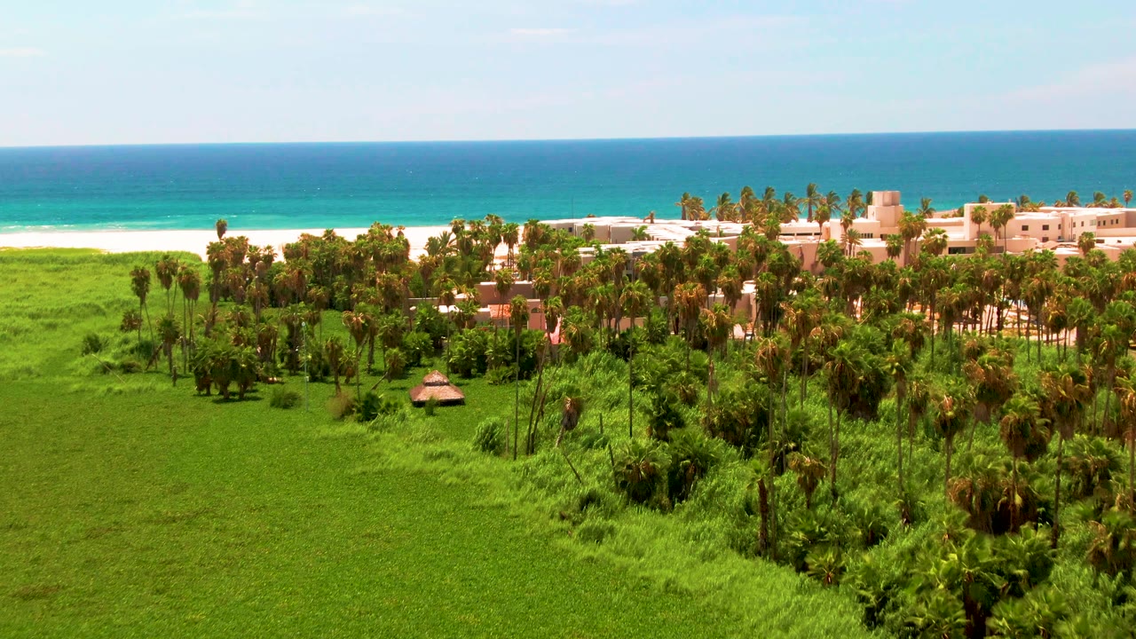 San Jose del Cabo aerial view with dense palms across the midground, low tan buildings near the beach, a bright white shoreline, blue ocean, and no visible people.