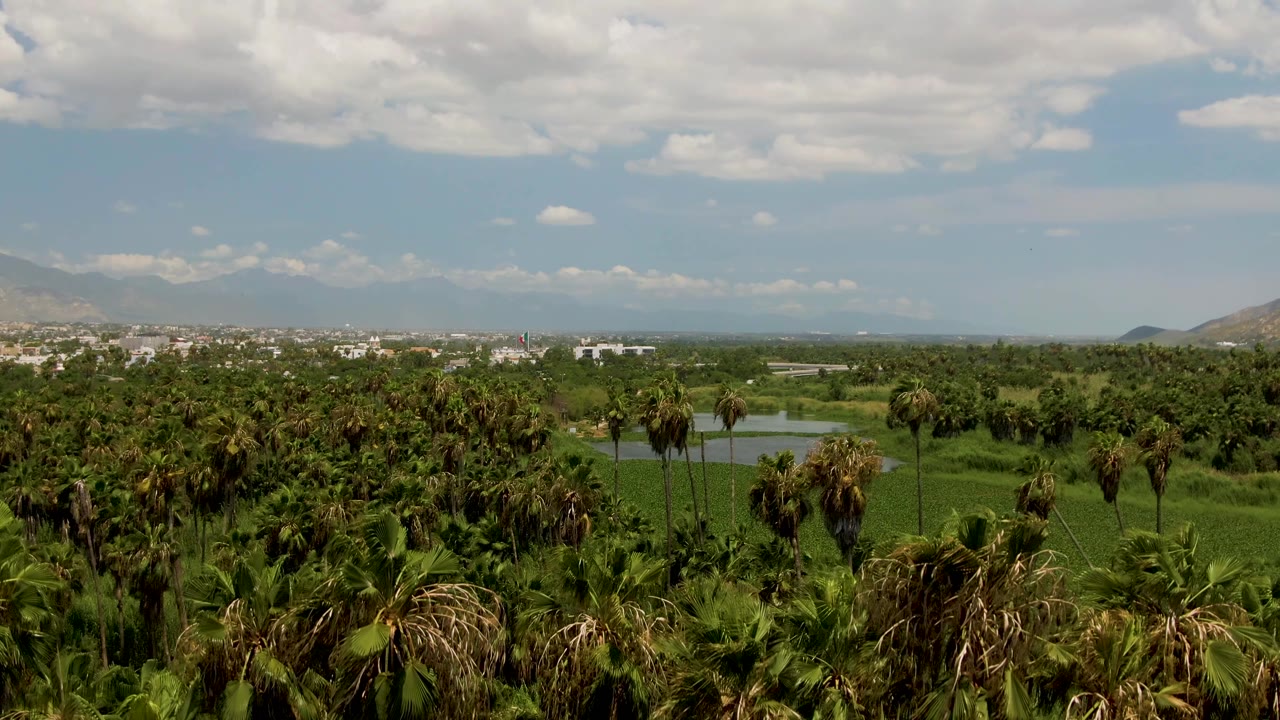 Wide aerial view over green palm trees in San Jose Del Cabo, with water, a distant town, mountains on the horizon, partly cloudy sky, and no visible people.