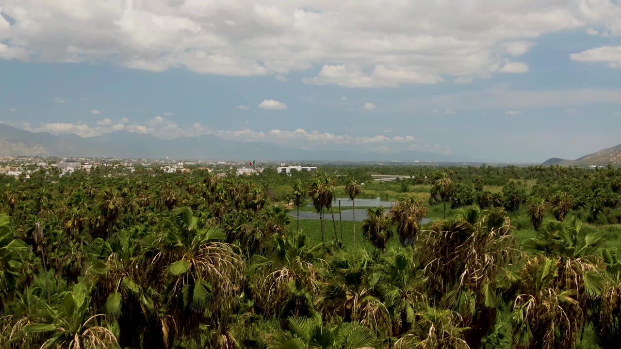 A broad palm canopy fills the foreground in San Jose Del Cabo, with a strip of water, distant buildings, hazy mountains, cloud cover, and no visible people.
