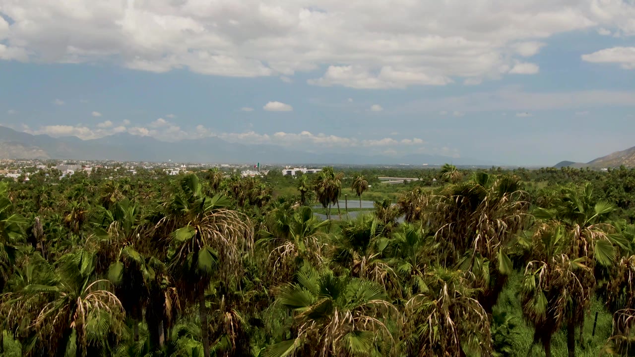 Dense palm tops dominate the San Jose Del Cabo valley view, with scattered water, a low distant town, mountains under a partly cloudy sky, and no visible people.