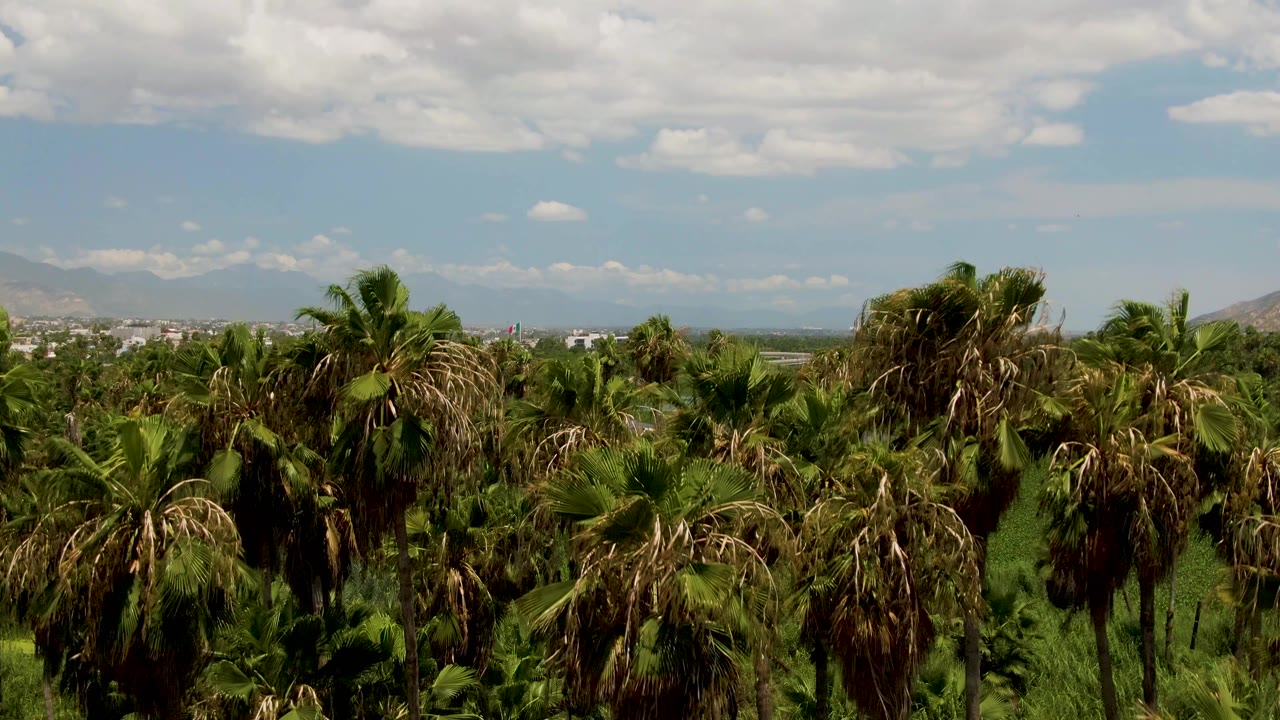 A closer section of palm trees appears in the foreground in San Jose Del Cabo, with water and distant buildings behind the greenery, mountains to the left, clouds overhead, and no visible people.