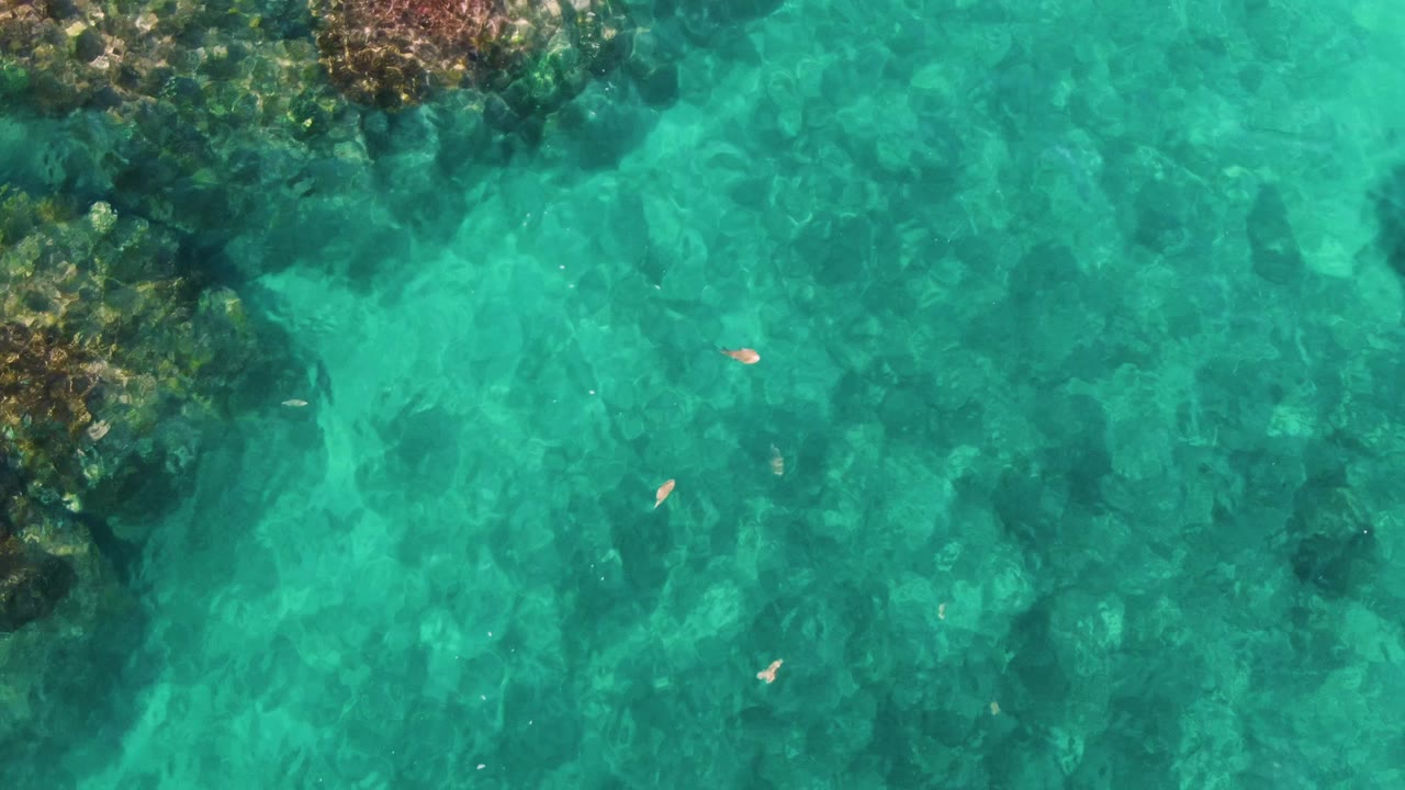 Overhead frame at El Tule Los Cabos showing clear turquoise shallow water, small fish near the center, rocky formations at the upper left, and no visible people.