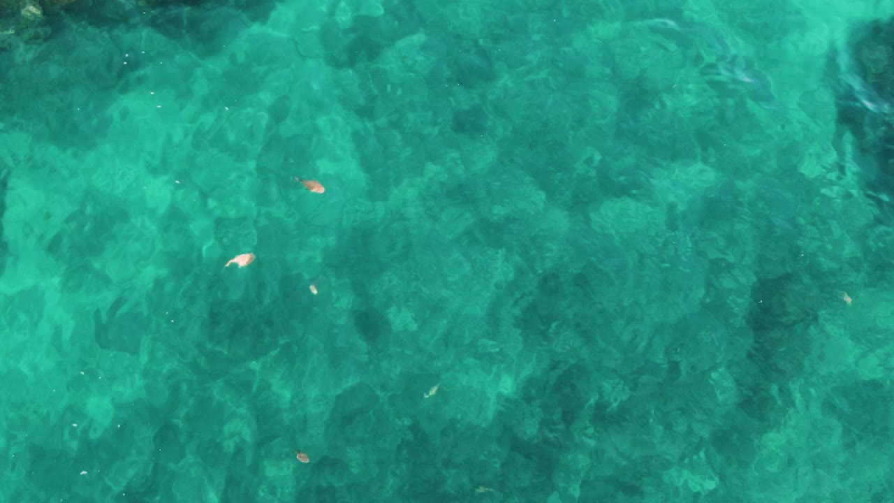 Overhead frame of clear turquoise water at El Tule Los Cabos, with scattered leaves near the surface, darker underwater texture, and no visible people.