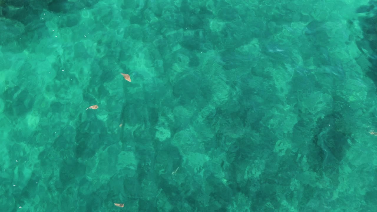 Overhead view in El Tule Los Cabos with bright turquoise water, mottled darker seabed areas, tiny floating leaves, and no visible people.