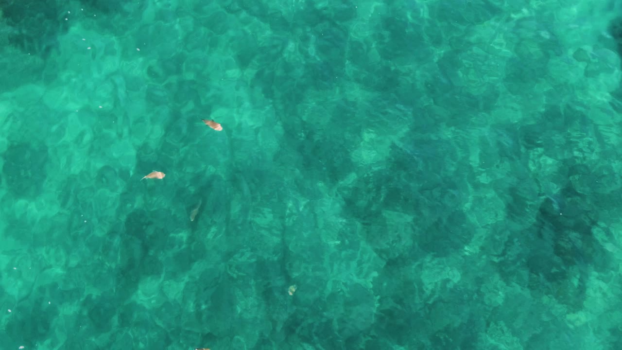 Clear green-blue water with several leaves floating over textured seabed.