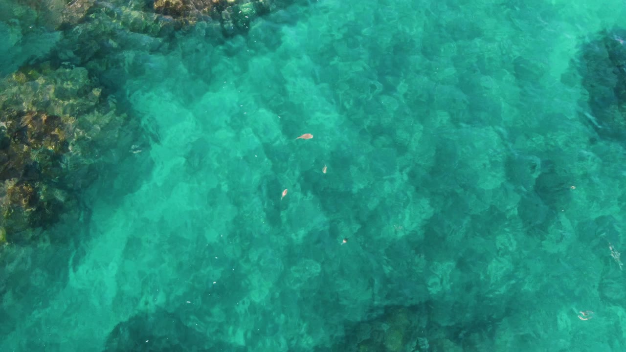 Overhead frame from El Tule Los Cabos with a darker reef edge near the upper left and several small fish spaced across the clear green-blue water, no visible people.