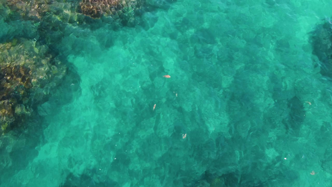 Shallow turquoise water with rocks and a small fish