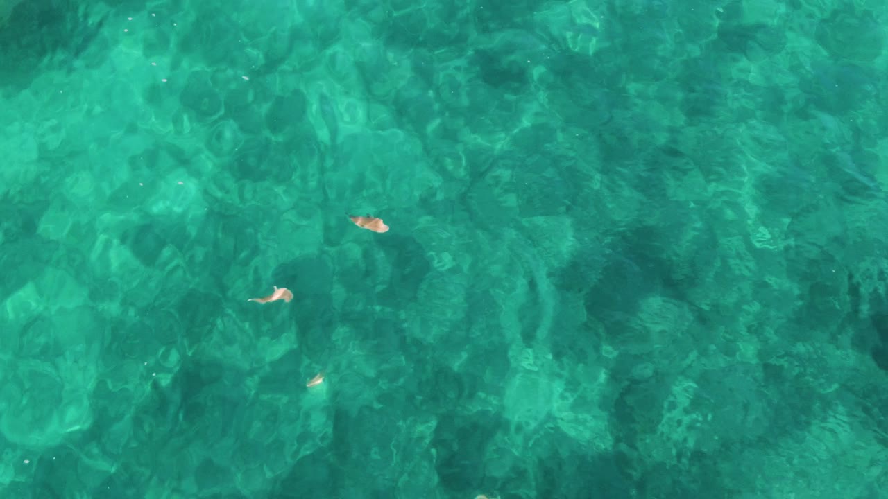 Overhead view of clear turquoise water at El Tule, Los Cabos, with small pale fish near the upper left and no visible people.