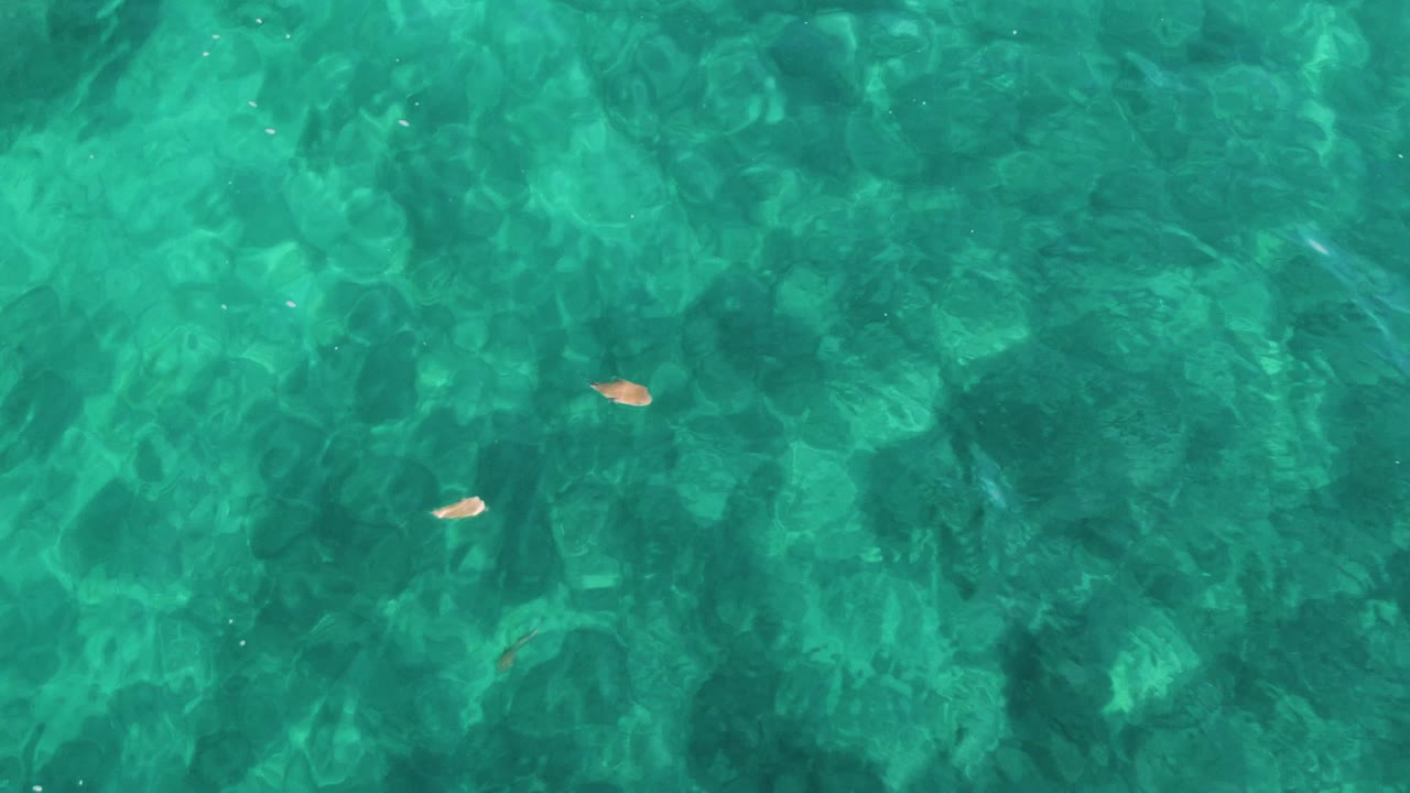 Small fish in rippling turquoise water above mottled darker underwater features.