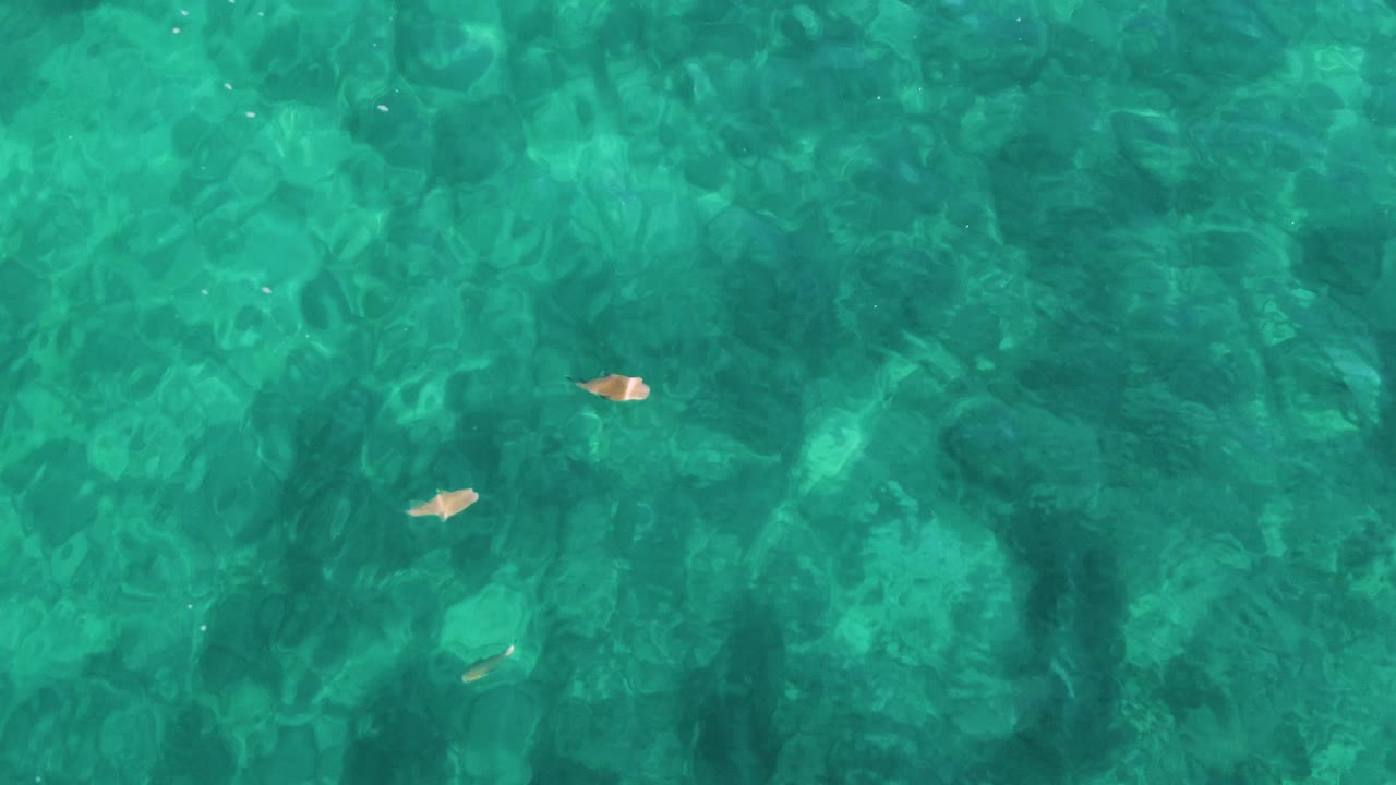 Overhead water view in El Tule, Los Cabos, showing scattered small fish over blue green shallow water, with no visible people or structures.