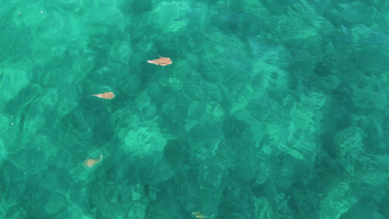 Overhead view at El Tule Los Cabos showing small fish scattered across clear turquoise water above a shallow seabed, with no visible people.
