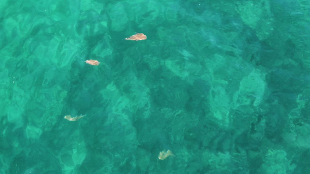 Clear ocean water with fish and rippled surface