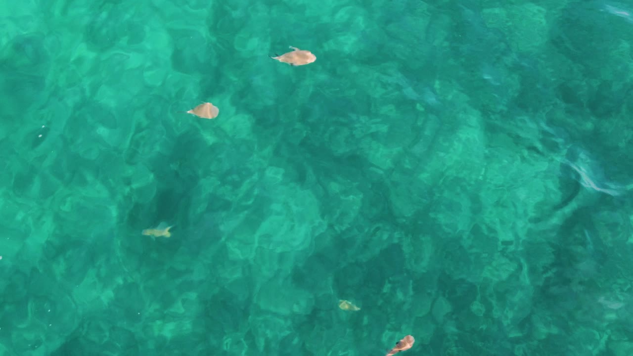 At 0:02, the overhead frame keeps the clear turquoise water full screen, with small fish and mottled seabed texture visible below the surface at El Tule Los Cabos and no visible people.