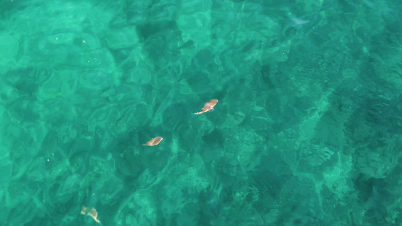 Overhead view of clear turquoise water at El Tule Los Cabos with small fish near the upper left and textured seabed below, no visible people.