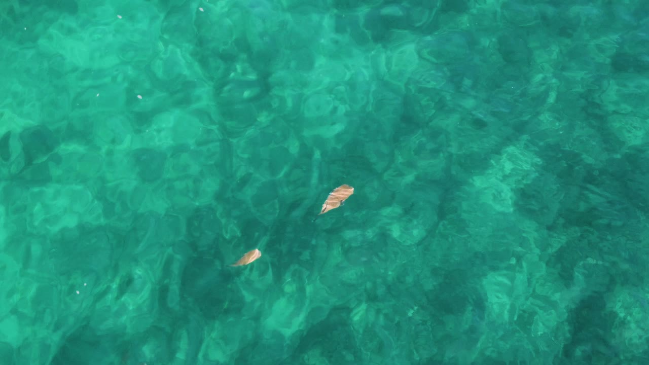 Clear El Tule Los Cabos water fills the frame with one small fish near center and rippled seabed texture visible below, no visible people.