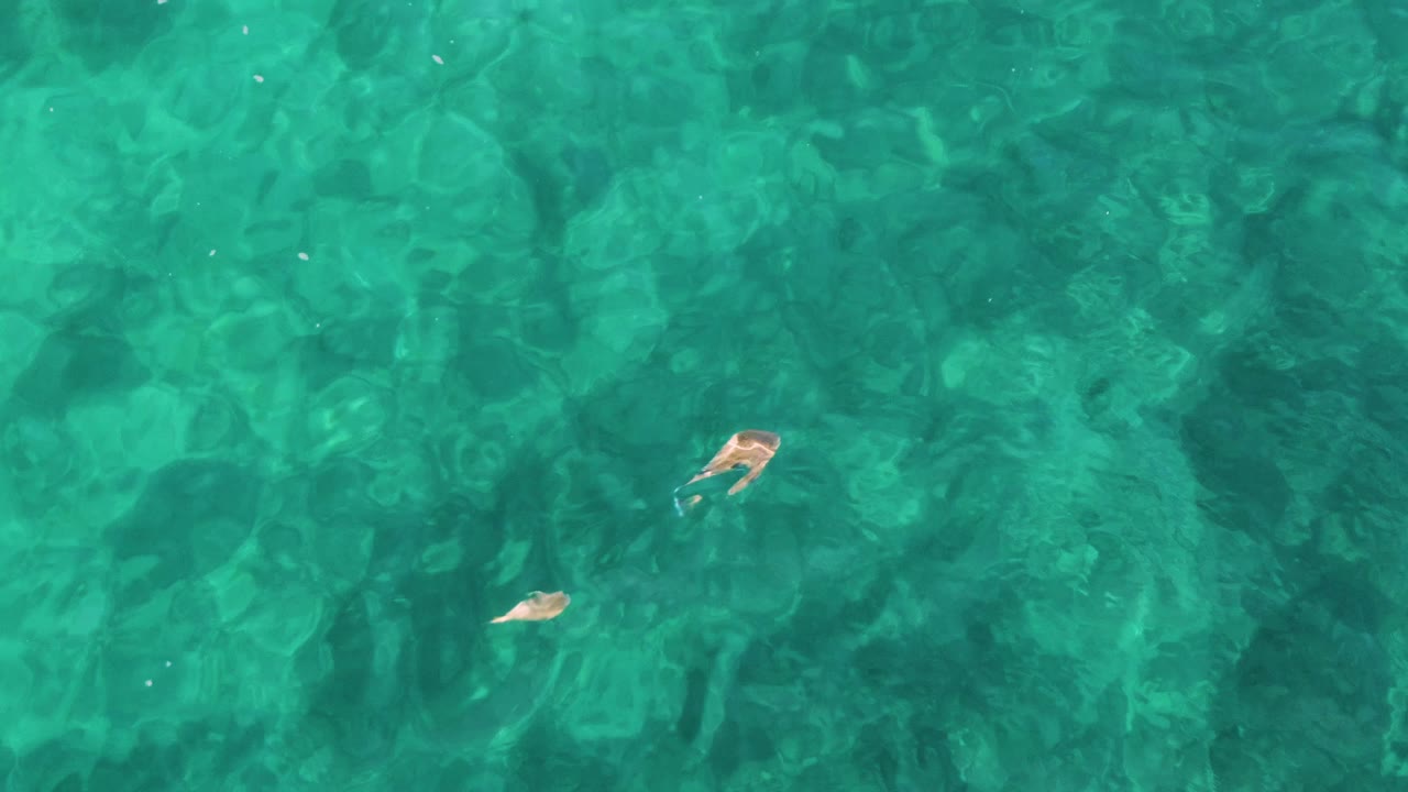 Overhead frame of blue-green shallow water at El Tule Los Cabos with small fish spaced across the right side and seabed detail underneath, no visible people.