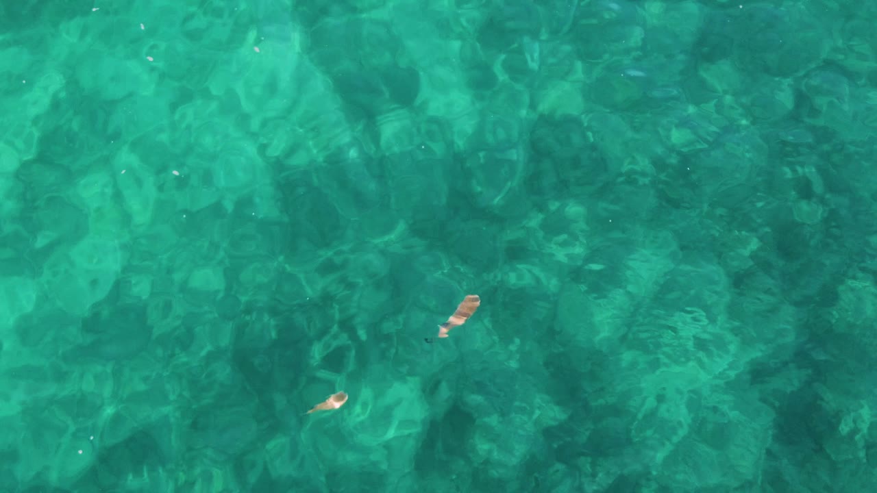 Shallow turquoise water at El Tule Los Cabos shows a small fish low in the frame over softly patterned underwater rock or sand, no visible people.