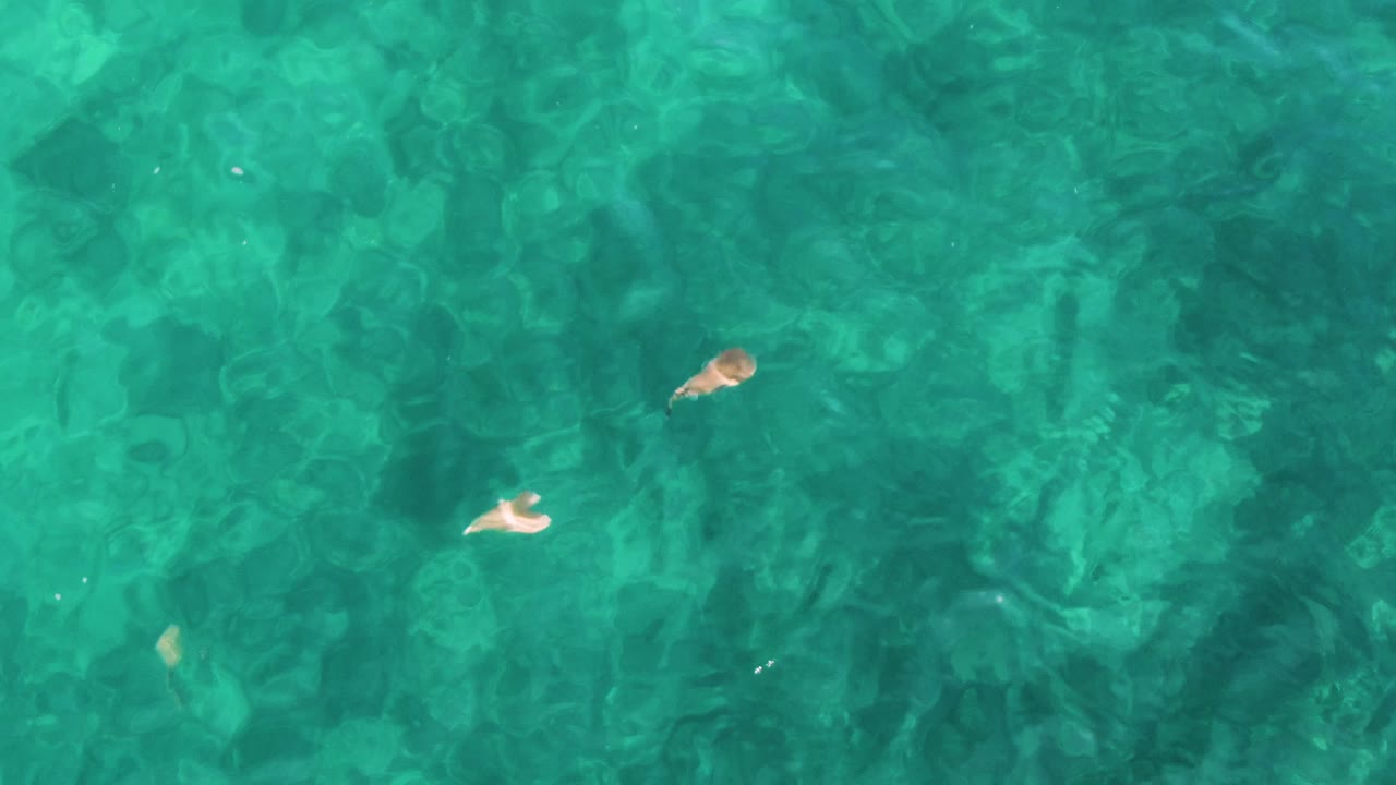 Overhead view of clear turquoise water at El Tule Los Cabos with several small fish near the upper half of the frame and no visible people.