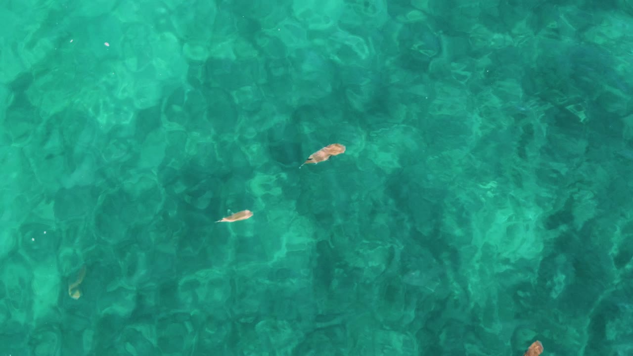 Overhead El Tule Los Cabos water frame with small fish spread across rippled turquoise water and darker underwater shapes visible below the surface, no visible people.