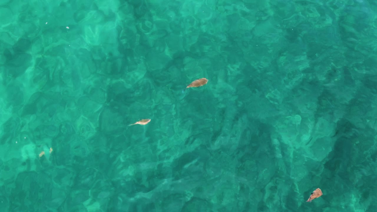 Several small fish appear over clear turquoise water at El Tule Los Cabos, with darker seabed patches and light ripple patterns changing across the frame, no visible people.