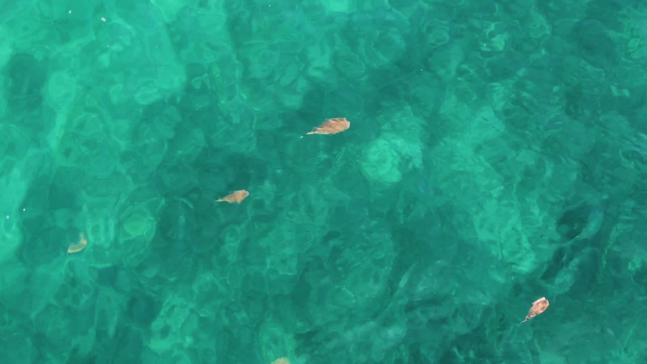 Clear turquoise water with small fish and soft ripples