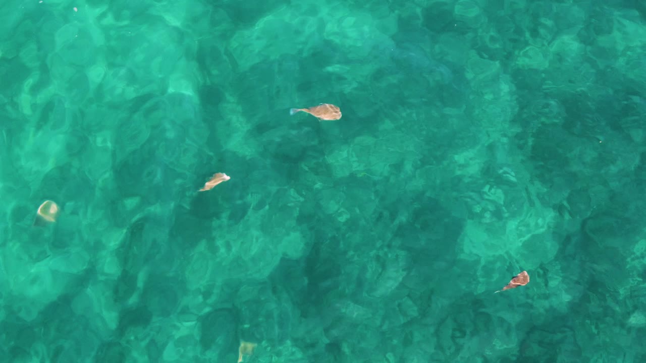 Overhead view of small pale fish scattered across clear turquoise water at El Tule Los Cabos, Mexico, with darker seabed texture below and no visible people.