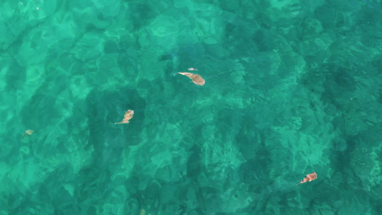 Small fish sit at varied positions in rippled turquoise water at El Tule Los Cabos, Mexico, with mottled underwater features visible and no visible people.