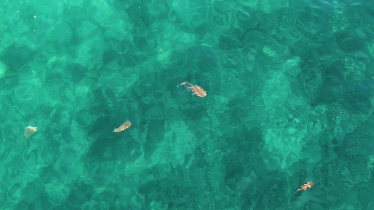 Several small fish are visible against clear green-blue water at El Tule Los Cabos, Mexico, with soft ripple patterns and no visible people.