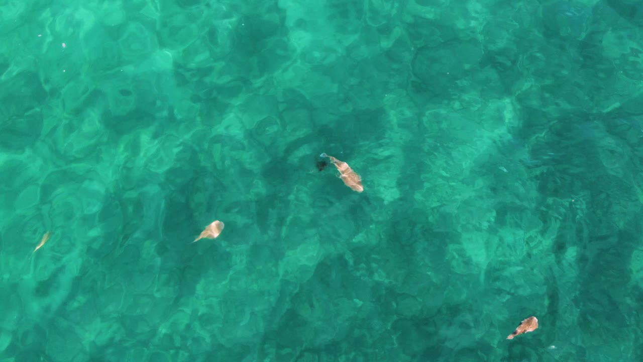 Small fish in transparent turquoise water
