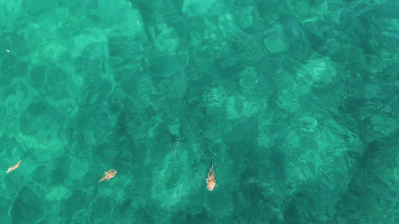 Fish beneath rippled turquoise water over a mottled seabed