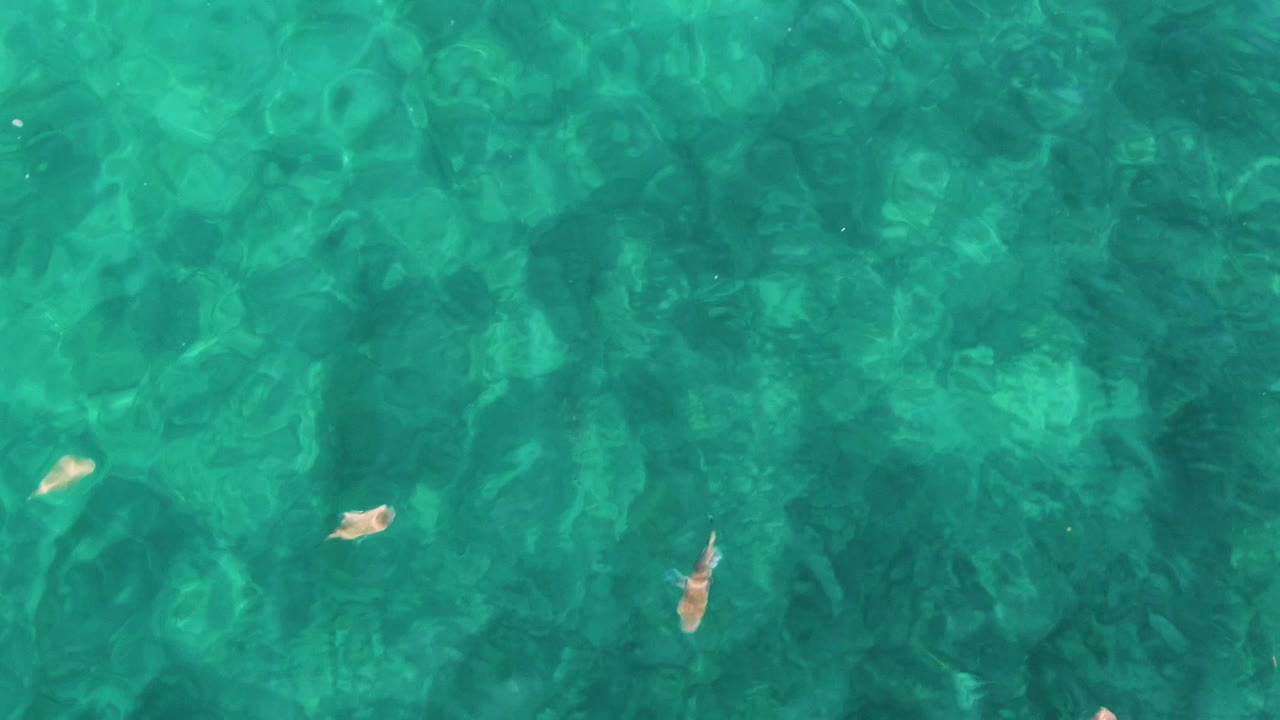 At 0:01, small fish appear at different depths across clear green-blue water at El Tule Los Cabos, with seabed texture visible and no visible people.