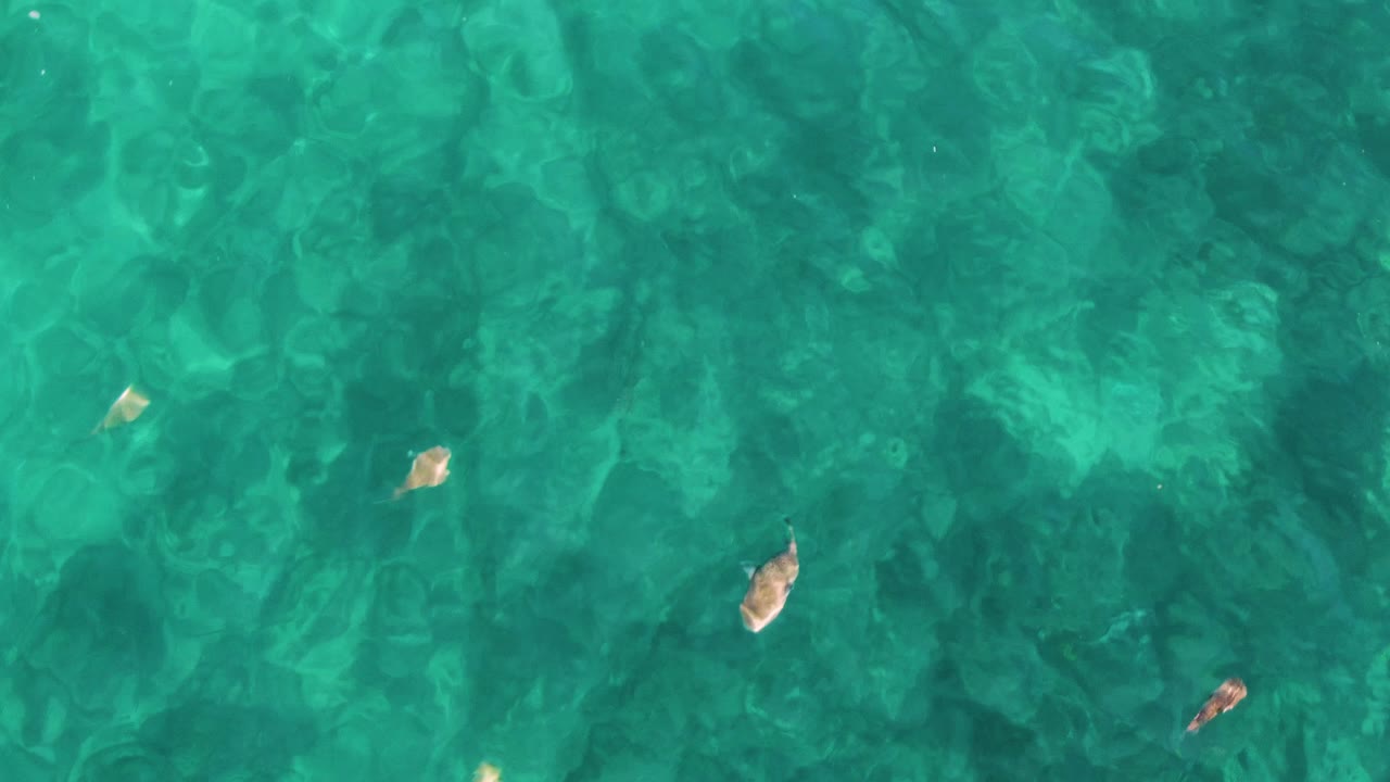 At 0:02, fish pass over mixed dark and light seabed patches beneath rippled turquoise water in El Tule Los Cabos, with no visible people.
