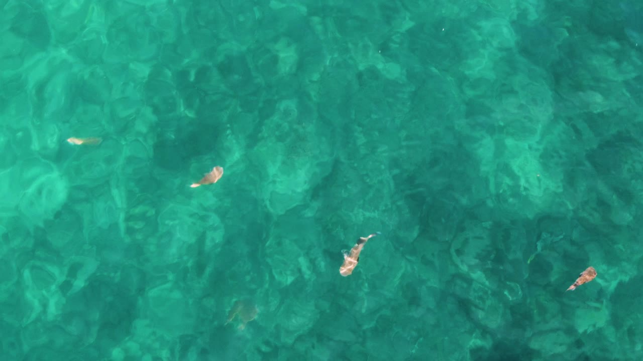 At 0:03, the overhead view remains filled with clear turquoise water, soft seabed texture, and several small fish, with no visible people in the frame.