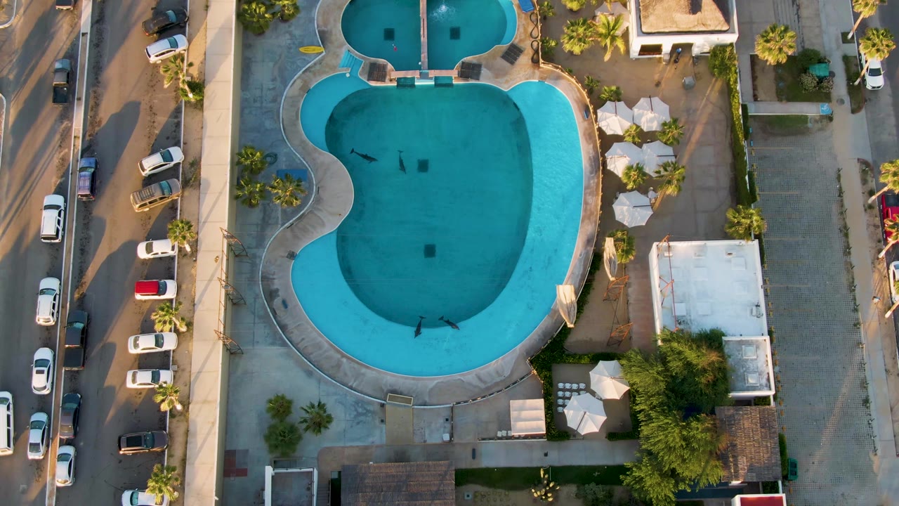 Top-down San Jose del Cabo pool frame with swimmers spread across the blue water, white umbrellas on the deck, palm plantings, and cars parked along the road edge.