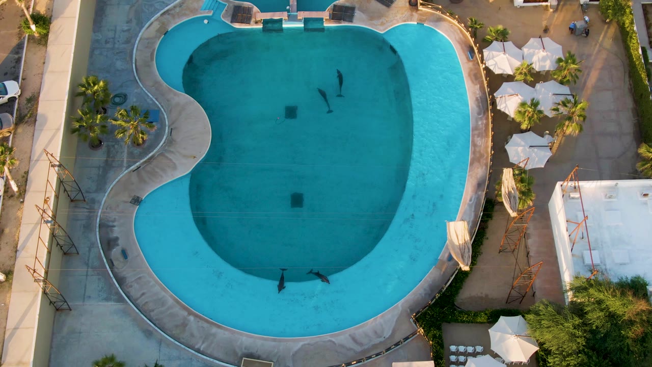 Overhead aerial frame in San Jose del Cabo showing a curved blue hotel pool with several swimmers, white umbrellas, lounge chairs, palms, and concrete deck around the water.
