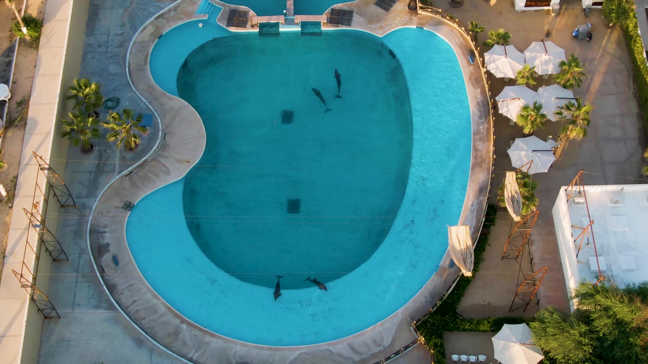 Aerial view of swimmers spaced across a blue curved pool beside white umbrellas.