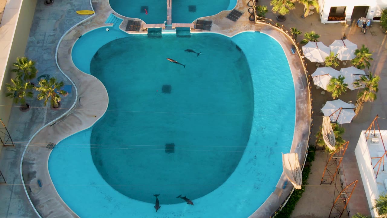 Overhead frame from San Jose Del Cabo showing two small swimmers crossing a blue hotel pool, with white umbrellas, palm trees, and concrete walkways around the edge.