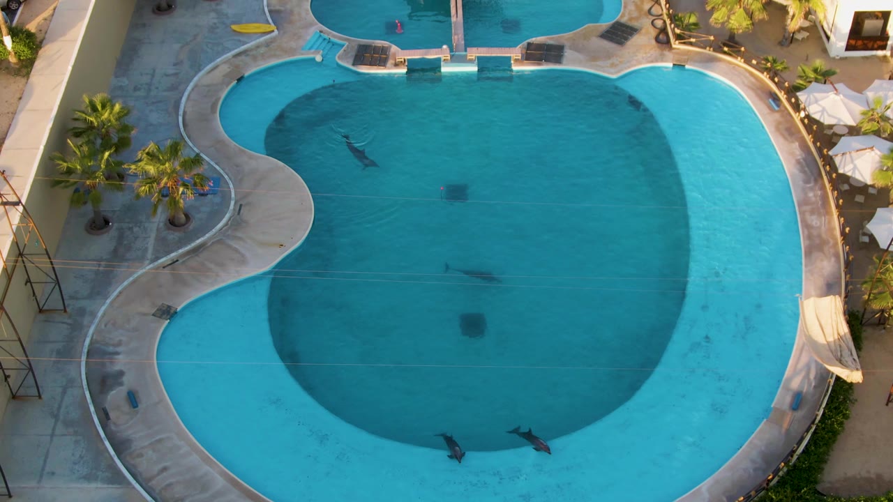 High overhead frame of the San Jose Del Cabo pool complex with swimmers moving through the blue water, palm trees on the left deck, umbrellas and building edges at the right side.