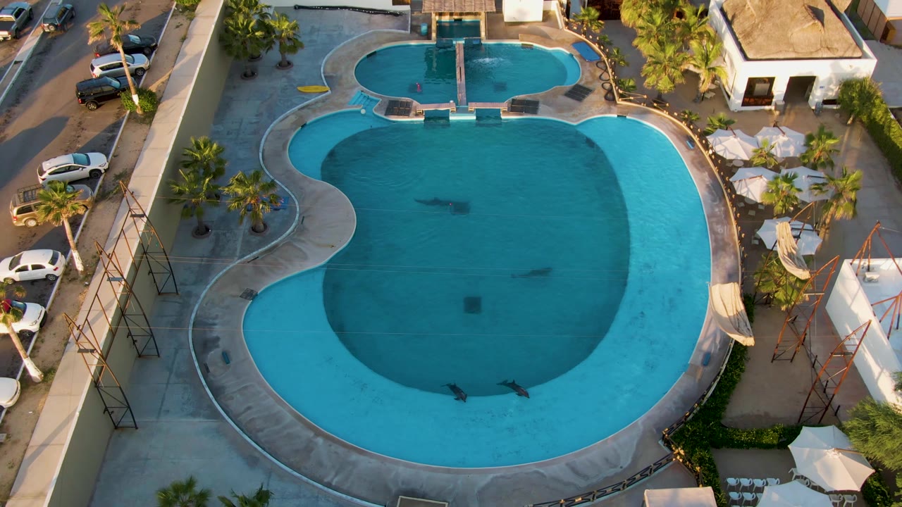 Overhead San Jose del Cabo view of a curved blue outdoor pool with small swimmers, concrete deck, palm trees, umbrellas, parked cars, and no recognizable faces.