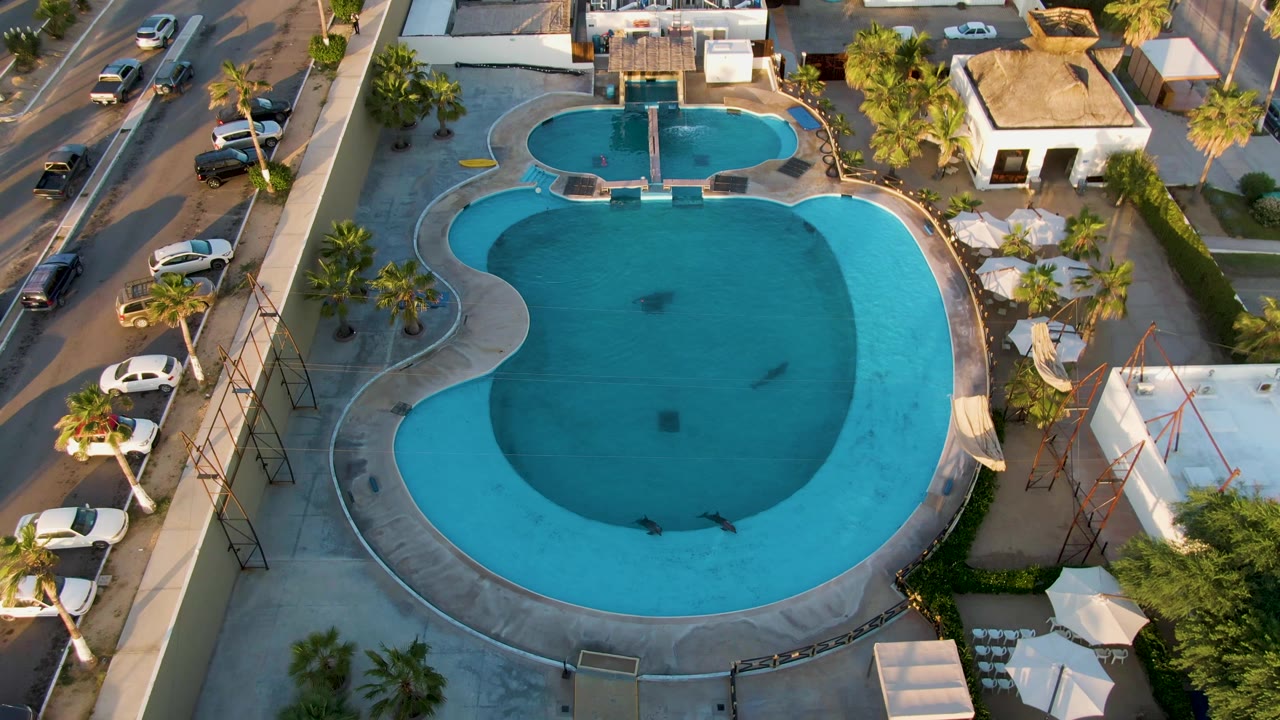 Top-down San Jose del Cabo pool frame showing the rounded blue water area, several small swimmers, palm shadows, white umbrellas, parked cars, and street lanes at the edge.