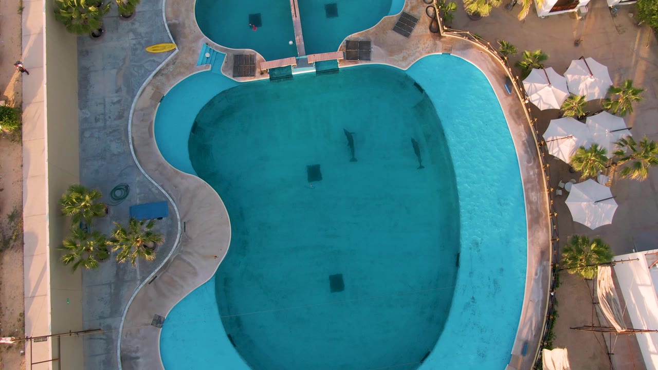 Top-down aerial view in San Jose Del Cabo showing a bright blue swimming pool, curved concrete deck, palm trees, white umbrellas, and small dark shapes in the water area.