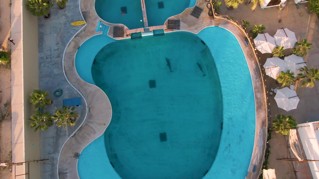 Top-down pool view with blue water, concrete deck, umbrellas, palms, and a small poolside figure.