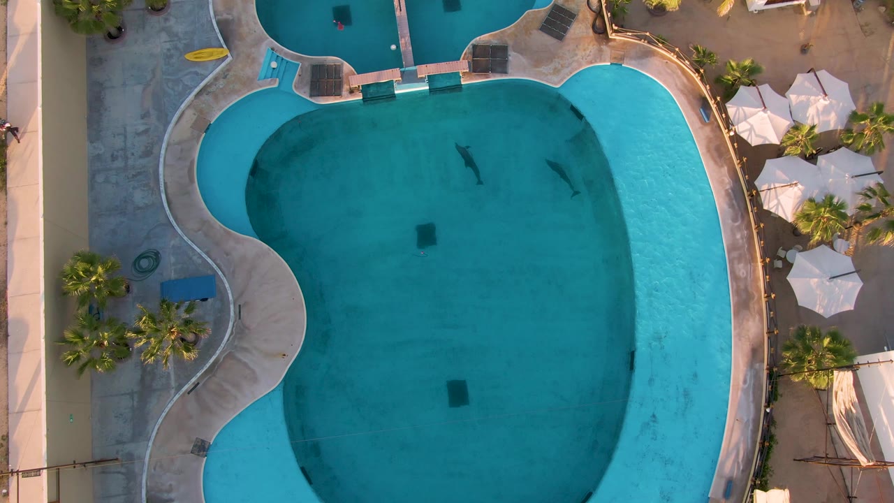 Top-down San Jose Del Cabo pool frame showing rippled blue water, curved deck borders, palm plantings, white umbrellas, and a small person near the upper-right pool deck area.