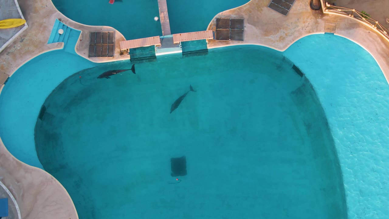 Overhead frame from San Jose del Cabo shows two dolphins separated in a clear curved blue pool, with pale poolside tiles and no visible people.