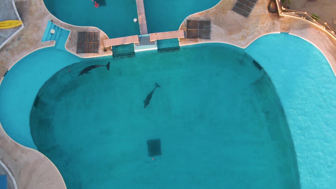 Overhead San Jose del Cabo frame shows two dolphins moving farther across the turquoise pool, with deck sections along the upper edge and no visible people.