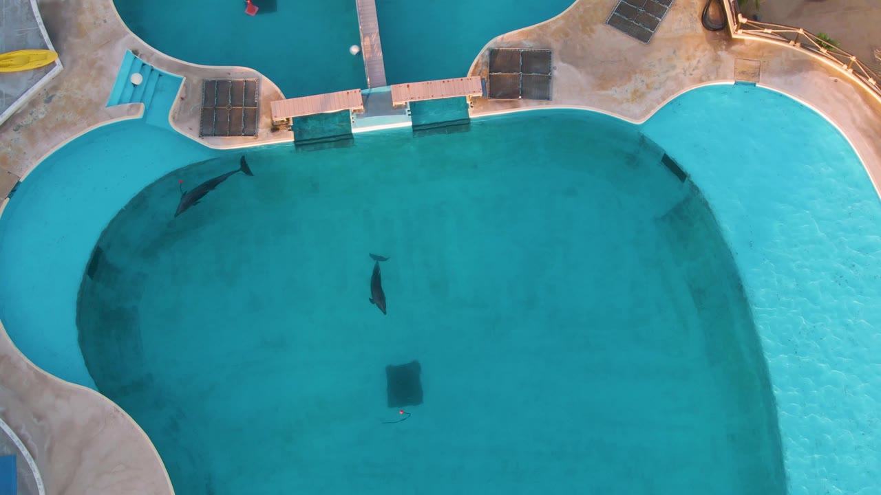 Overhead pool view with two dolphins and pale tile edges.